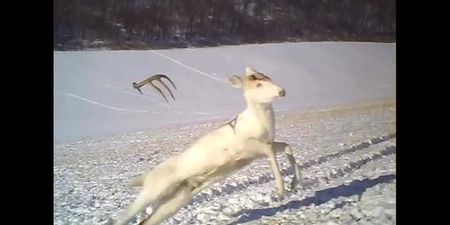 VIDEO – Deer Sheds His Antlers, Completely Freaks Out