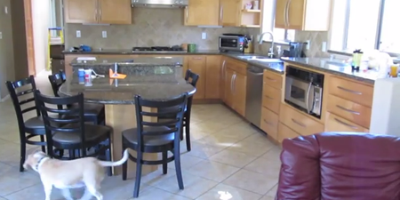 VIDEO – A Family Put A Hidden Camera In Their Kitchen. What Their Dog Got Up To Is Just Amazing