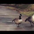 VIDEO – Cork’s Talking Ducks – It Does Exactly What It Says On The Tin