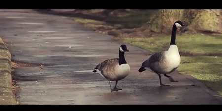 VIDEO – Cork’s Talking Ducks – It Does Exactly What It Says On The Tin