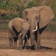‘Killed By An Ivory Poacher’s Poisoned Arrow’ – One Of World’s Largest Elephants Dies