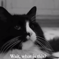 Watch: Henri the Reflective Cat Ponders Art and His Existence