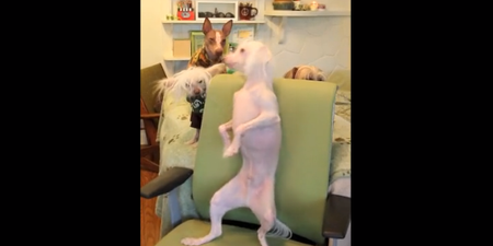 VIDEO – We Can’t Stress This Enough, You Need To See This Dog Dance