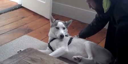 Video: Laugh A Minute – Watch Blaze The Husky Who Verbally Refuses To Get Into His Kennel