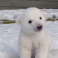 VIDEO – Polar Bear Cub Is Introduced To Snow For The First Time… His Reaction Is Heart Melting