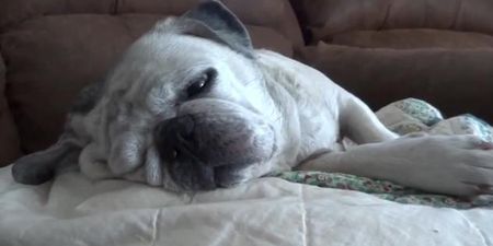 VIDEO – Feeling A Bit Tired On This Wonderful Monday? These Snoring Pugs Certainly Are