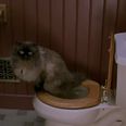 No Kitty Litter Here – Waterford Cat Will Only Use The Family Toilet