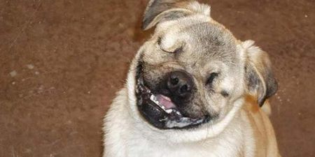 In Pictures: Meet Xander, The Adorable Blind Service Pug Who Helps Victims Of Abuse