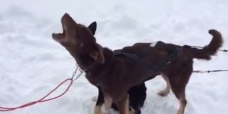 VIDEO: The “Blah Blah” Dog is One of the Greatest Things on the Internet Right Now