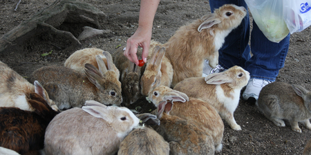 Attack of the Bunnies – The Cutest Stampede You Will Ever See