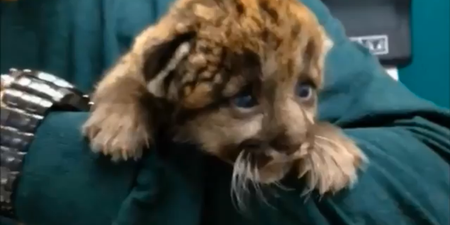 VIDEO: A One-Week-Old Panther Kitten Is Saved From Hypothermia By Vets