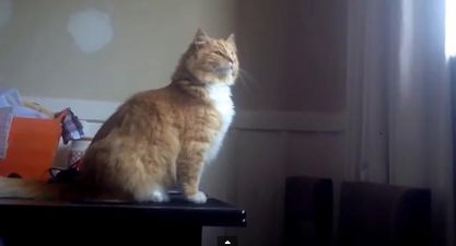 VIDEO – This Cat Is Basically The Embodiment Of What Giving Up Looks Like
