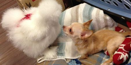 Best Buds – This Fluffy Chicken And Cute Chihuahua Are Friends For Life