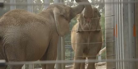 WATCH: Awww – First Meeting Of Two Elephants Creates Incredible Bond