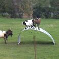 VIDEO: These Goats Are Having the Absolute Craic On This Sheet of Metal