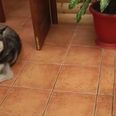 VIDEO: This Dog Just Wants to Play But His Cat Friend Is Not Amused