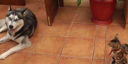 VIDEO: This Dog Just Wants to Play But His Cat Friend Is Not Amused