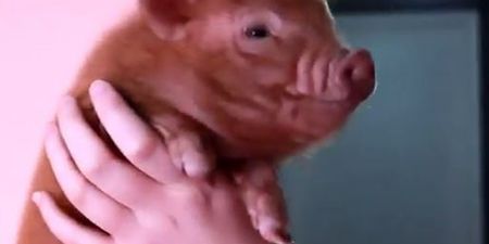 VIDEO: Compilation of Micro Pigs Acting Cute