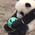 VIDEO: This Baby Panda Just Really Loves His Ball