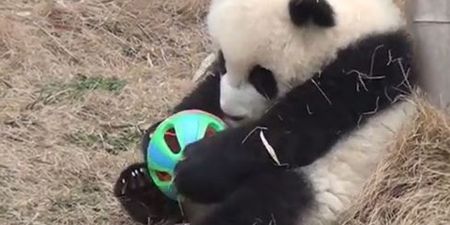 VIDEO: This Baby Panda Just Really Loves His Ball