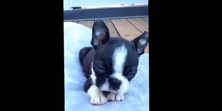 Watch: Adorable Boston Terrier Puppy is Lulled to Sleep With a Lullaby
