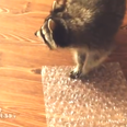 VIDEO – We’ve All Been There, Raccoon Loves Popping Bubble Wrap