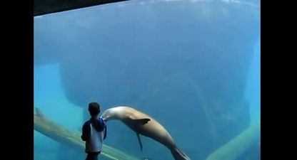 “He Likes Me!” Boy With Asperger’s Makes Friends With A Sea Lion In A Zoo