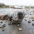 PICTURE – This Poor Little Seal Got Stranded By The Storm In Cornwall