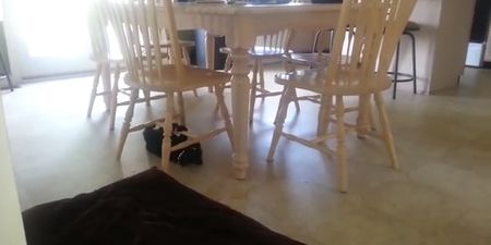VIDEO: This Crazy Cat Has An Interesting Way Of Getting Around The Kitchen