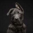 GALLERY: We Want Them All – Photographer Captures Shots of Black Dogs Struggling to be Adopted