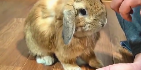 VIDEO: Little Bunny Wants All The Pets Possible Forever … Or He’ll Be Mad