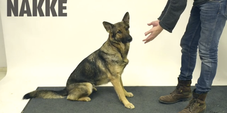 Feeling Fragile And In Need Of A Laugh? Dogs Confused By Magic Is Just What You’re After