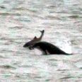 Dolphins in Scotland Toss Around and Kill Two Porpoises “Just For Fun”