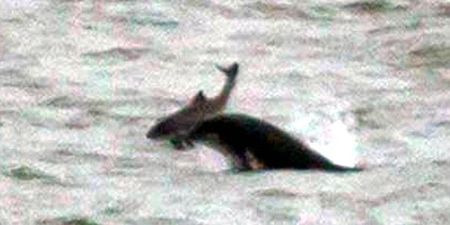 Dolphins in Scotland Toss Around and Kill Two Porpoises “Just For Fun”