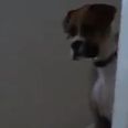 VIDEO: Dog Too Scared of Cat to Walk Down the Stairs