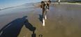 VIDEO – This Two-Legged Boxer Dog’s First Visit To The Beach Needs To Be Seen To Be Believed