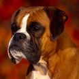 VIDEO – This Boxer Dog Was Not Impressed About Being Left Behind In The Car And She Let Everyone Know It