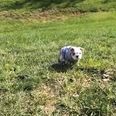 VIDEO – Sophie The Bulldog Just Wants To Roll Down The Hill… That’s All