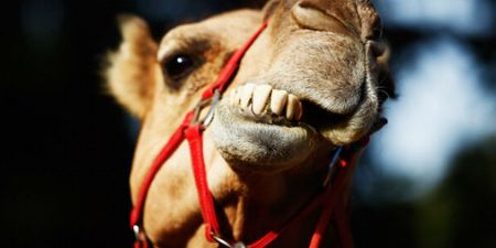 PICTURE: There’s a Camel Wandering Around Tallaght At the Moment…