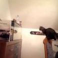 VIDEO: Cat Learns Hard Lesson By Jumping at Fish Tank