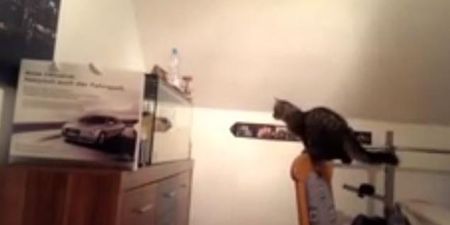 VIDEO: Cat Learns Hard Lesson By Jumping at Fish Tank