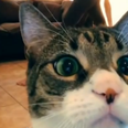 VIDEO: Milo Takes On Downward Dog – Cat Photobombs Yoga Video
