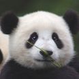 VIDEO: Zoo Cheer Up Sad Panda – By Building Her An Amusement Park