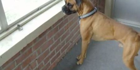 VIDEO: Boxer Dog Is Scared of a Leaf