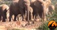 VIDEO: This Is Amazing – Mother Elephant Rescues Her Baby From A Waterhole