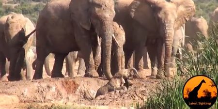 VIDEO: This Is Amazing – Mother Elephant Rescues Her Baby From A Waterhole