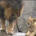VIDEO – DADDY!!! Lion Cubs Meet Their Father For The First Time But He’s Not Really That Interested
