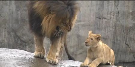 VIDEO – DADDY!!! Lion Cubs Meet Their Father For The First Time But He’s Not Really That Interested