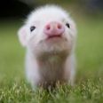 11 Reasons Why Micro Pigs Are THE Best