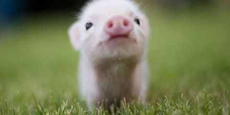 11 Reasons Why Micro Pigs Are THE Best